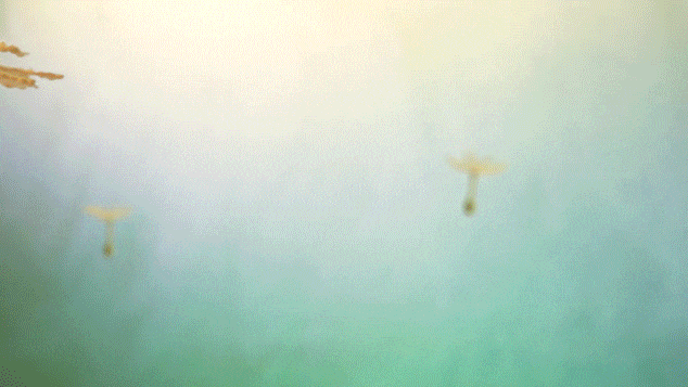 Coldplay FLIFIL Raman Djafari GIF 38