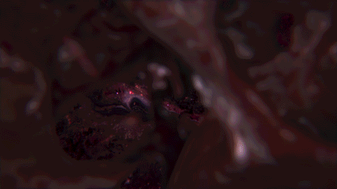 DVEIN Mindfilm Brand New Cherry Flavour GIF 05