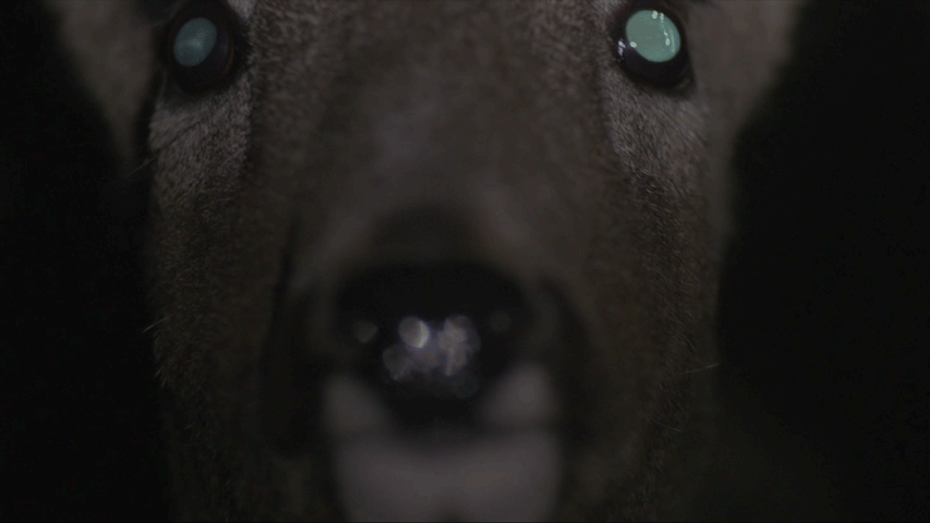 DVEIN We Wander GIF 01