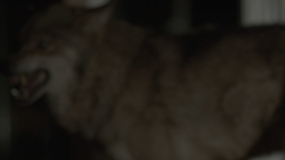 DVEIN We Wander GIF 04