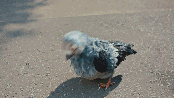 Naked Gif 2 210409 134637