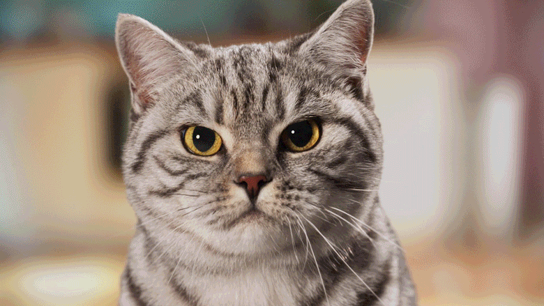 Renee Zhan Whiskas Purr More GIF 01