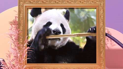 Wheyhey Gif Panda