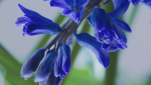 Analog shiseido edit clip2