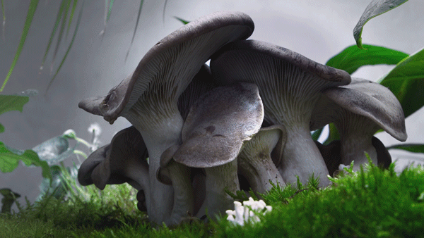 Analog shiseido edit clip4